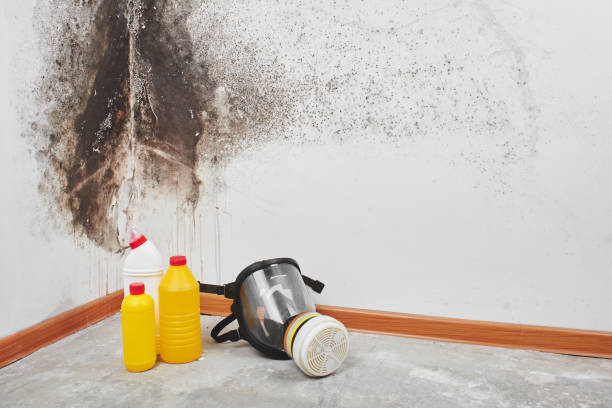 Best Attic Mold Remediation in Bluefield, VA