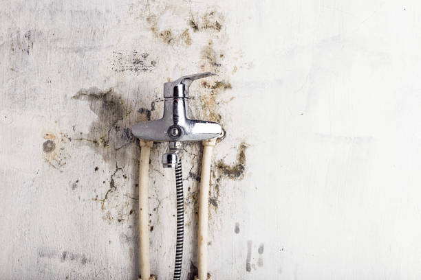  Bluefield, VA Mold Removal Pros