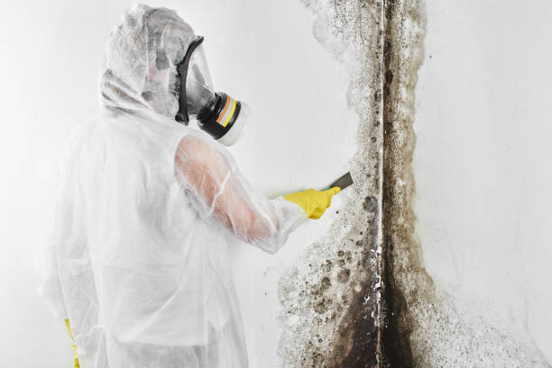Best Black Mold Remediation in Bluefield, VA