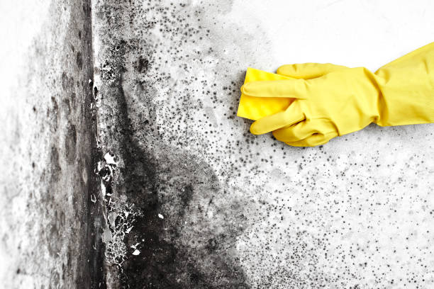 Bluefield, VA Mold Remediation Company