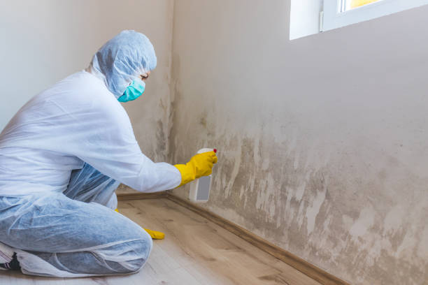 Best Residential Mold Remediation in Bluefield, VA