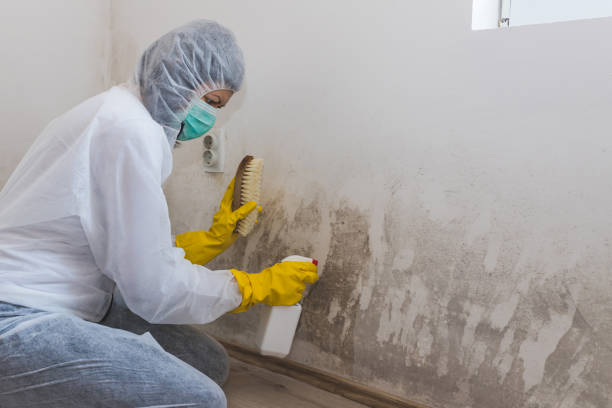 Best Localized Mold Remediation (e.g., coastal areas, humid climates) in Bluefield, VA