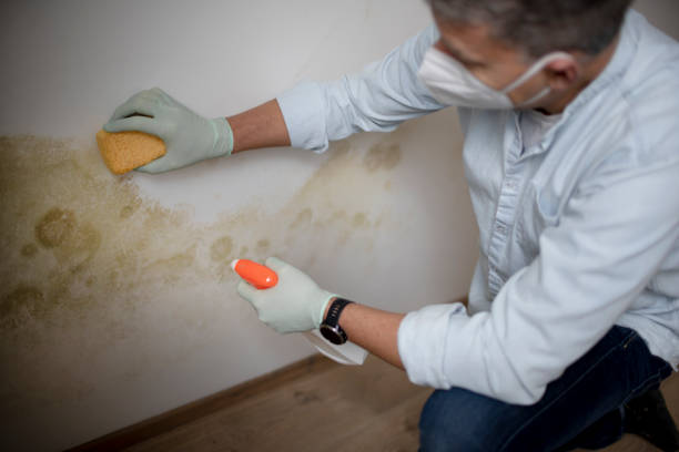 Best Crawl Space Mold Remediation in Bluefield, VA