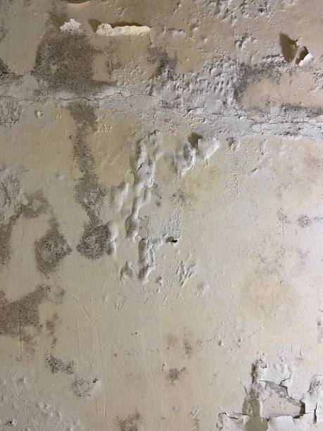 Best White Mold Remediation in Bluefield, VA