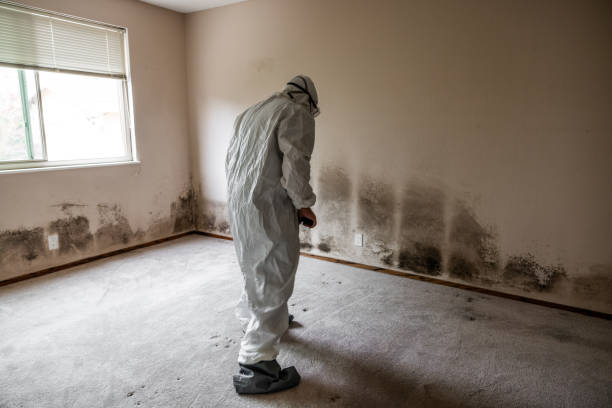 Professional Mold Remediation in Bluefield, VA