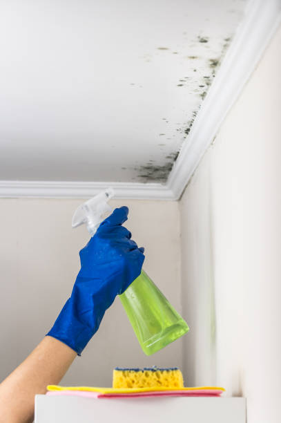 Best HVAC Mold Remediation in Bluefield, VA