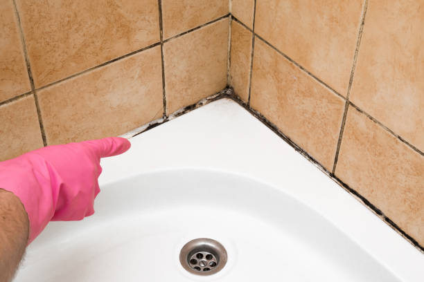 Best Preventive Mold Services in Bluefield, VA