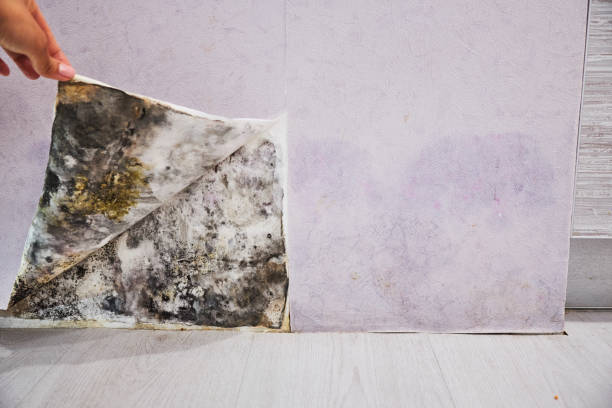 Best Insurance-Related Mold Remediation in Bluefield, VA